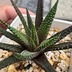 ランキングキーワードに紐づく投稿画像-多肉植物