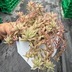 ランキングキーワードに紐づく投稿画像-多肉植物