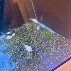 60水槽セット　ドイツイエローグッピーの画像