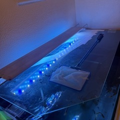 60水槽セット　ドイツイエローグッピーの画像