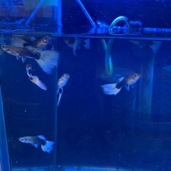 60水槽セット　ドイツイエローグッピーの画像