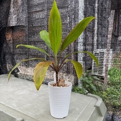観葉植物　ドラセナ ヒロバ 