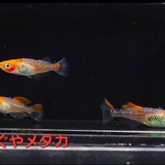 取引終了【改良メダカ】🐠かぐやメダカ🐠有精卵🐠30個+α🐠No.7🐠の画像