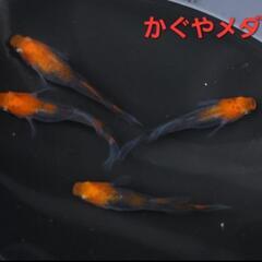【改良メダカ】🐠かぐやメダカ🐠有精卵🐠30個+α🐠No.7🐠