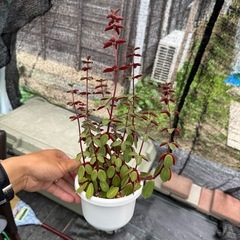 観葉植物 ペペロミア ルベラ 