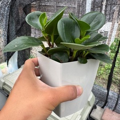観葉植物 ペペロミア オブツシフォリア 