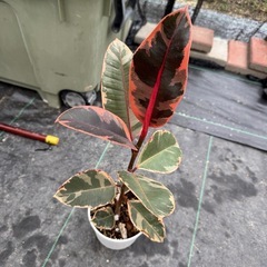 観葉植物　フィカス ルビー 