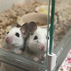 ヤワゲネズミ