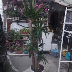 観葉植物ーユッカの木❗の画像