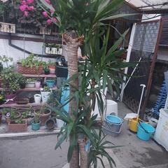 観葉植物ーユッカの木❗