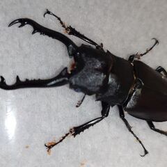 ギラファノコギリクワガタ　亜種ティモレンシス　新成虫ペア①