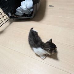 350グラムの女の子 - 里親募集