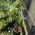ランキングキーワードに紐づく投稿画像-観葉植物