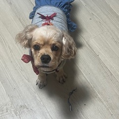 可愛がってあげてください
