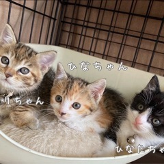 ひまりちゃん、ひなちゃん、ひなた君