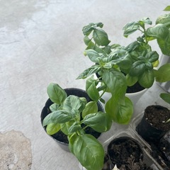 大葉苗、バジル苗
の画像