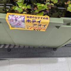 ホテイの画像