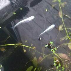 幹之メダカの画像