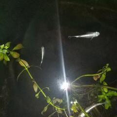 幹之メダカの画像