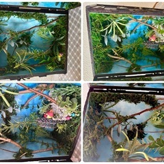 ボックスタイプ　ミニチュアドールハウス 不思議な森のお茶会の画像