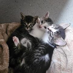 里親募集です!雨の中で震えていた子猫達を保護しました。