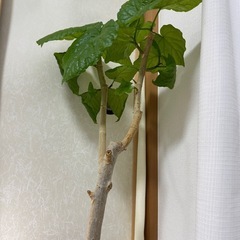 ウンベラータ　特大　鉢付きの画像