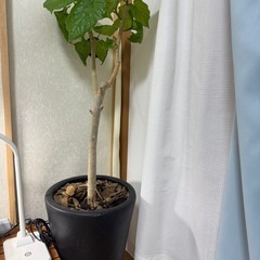 ウンベラータ　特大　鉢付き