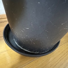 ウンベラータ　特大　鉢付きの画像