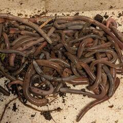 天然 ドバミミズ　ウナギを釣り