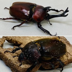 国産カブトムシ ペア レッドボディ レッドアイ