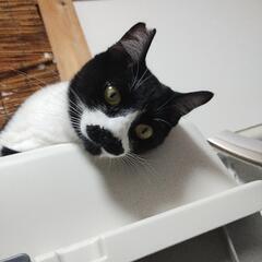 お目々まん丸ハチワレくん
