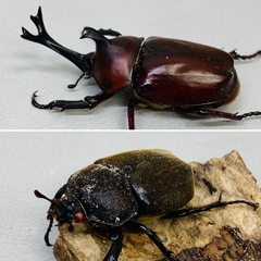 国産カブトムシ ペア レッドボディ ピンクアイ