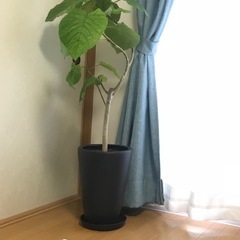 ウンベラータ　特大　鉢付きの画像
