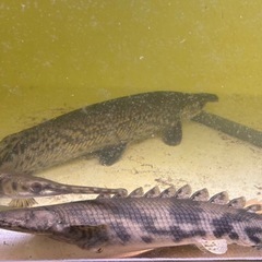 熱帯魚，アロワナ，エイ，水槽