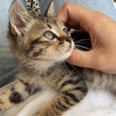 猫エイズにかかっている子猫の里親をさがしてます