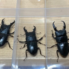 本土ヒラタクワガタ　３ペア