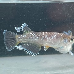 菊間めだか様直系蓬菊有精卵10個　めだかメダカ