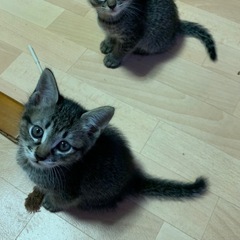 キジトラ　子猫　兄弟