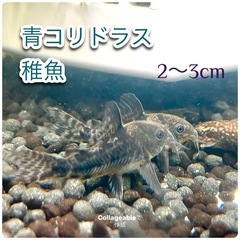 青コリドラス　稚魚