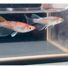 菊間めだか様直系鏡花菊RLFアースアイ血統有精卵10個　めだかメダカ
