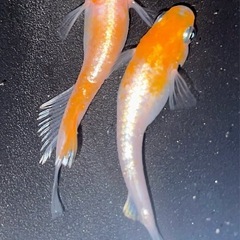 ★焔舞KWF🐟有精卵20個＋α