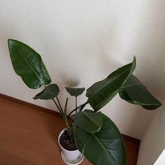 盆栽を無料であげますの画像