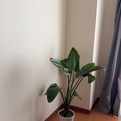 盆栽を無料であげますの画像