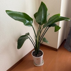 盆栽を無料であげますの画像