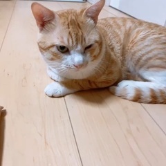 里親募集