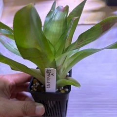ネオレゲリア　Ａ　観葉植物の画像