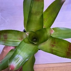 ネオレゲリア　Ａ　観葉植物の画像