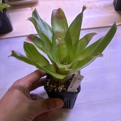 ネオレゲリア　B　観葉植物