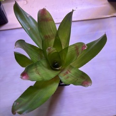 ネオレゲリア　B　観葉植物の画像