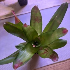 ネオレゲリア　C　観葉植物の画像